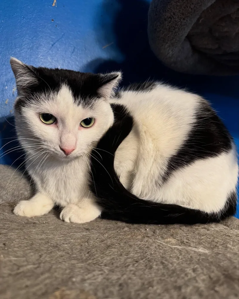 An adult medium-sized female Black & White / Tuxedo American Shorthair cat named Lilo for adoption in Rochester, NY