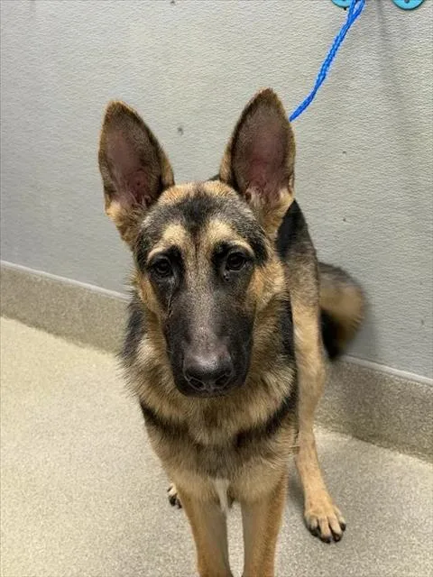 A young medium-sized male German Shepherd Dog dog named Seattle for adoption in Las Vegas, NV