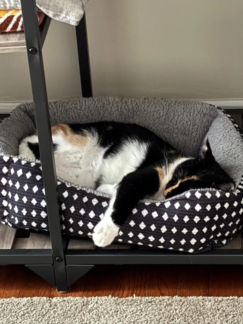 A young medium-sized female Calico Domestic Short Hair cat named Neteryi for adoption in Freemansburg, PA