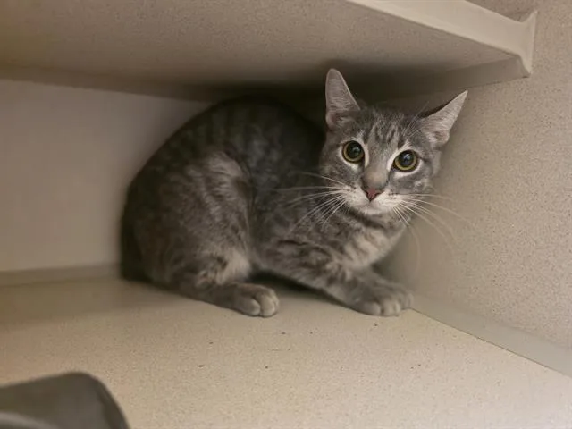 An adult small-sized female Domestic Short Hair cat named Blossom for adoption in Denver, CO