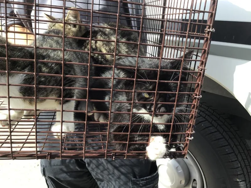 A baby small-sized female Domestic Short Hair cat named Peep for adoption in New Braunfels, TX