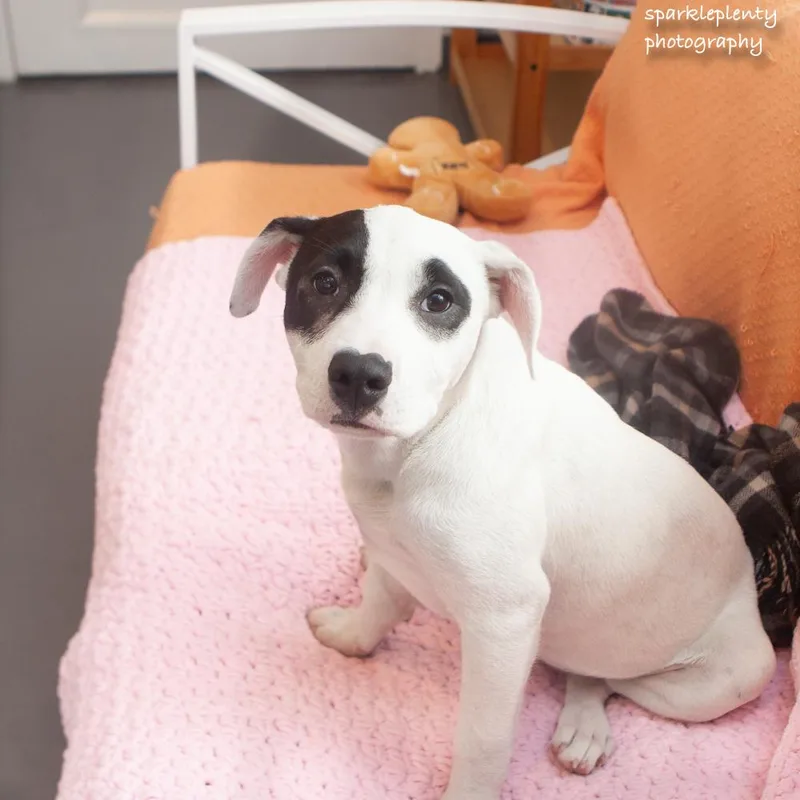 A baby medium-sized female White / Cream Mixed Breed dog named Index for adoption in Ridgefield, CT