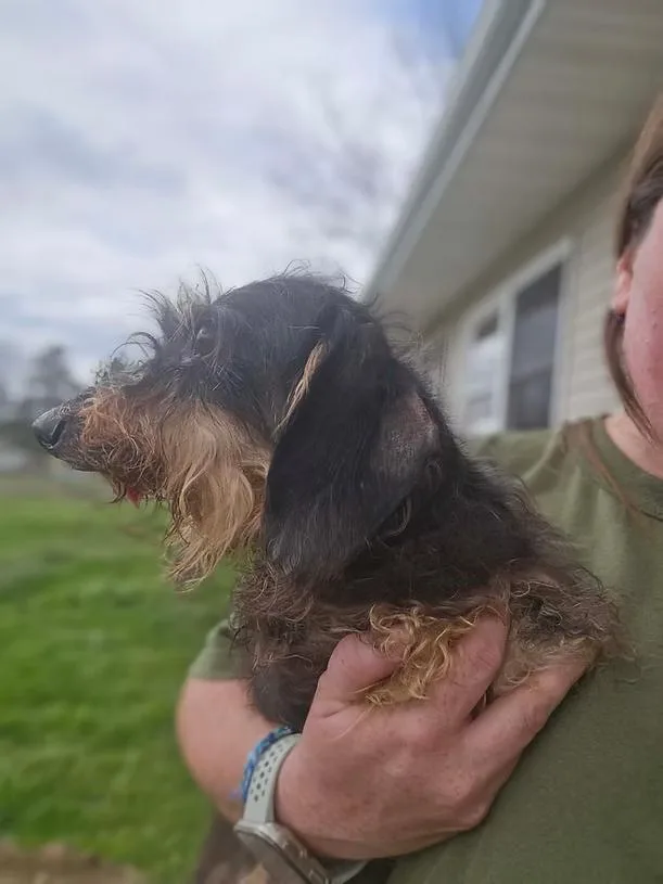 A senior small-sized female Brown / Chocolate Dachshund dog named Gracie for adoption in New York, NY