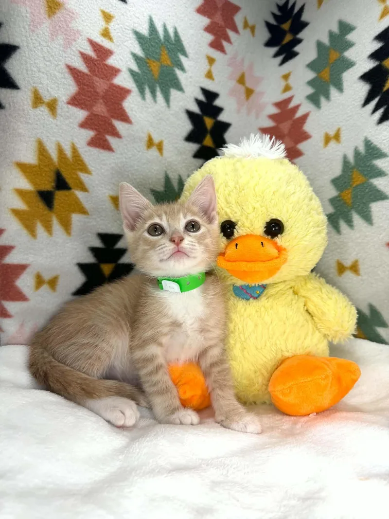 A baby medium-sized male Orange & White Tabby cat named Stevie for adoption in Tavares, FL