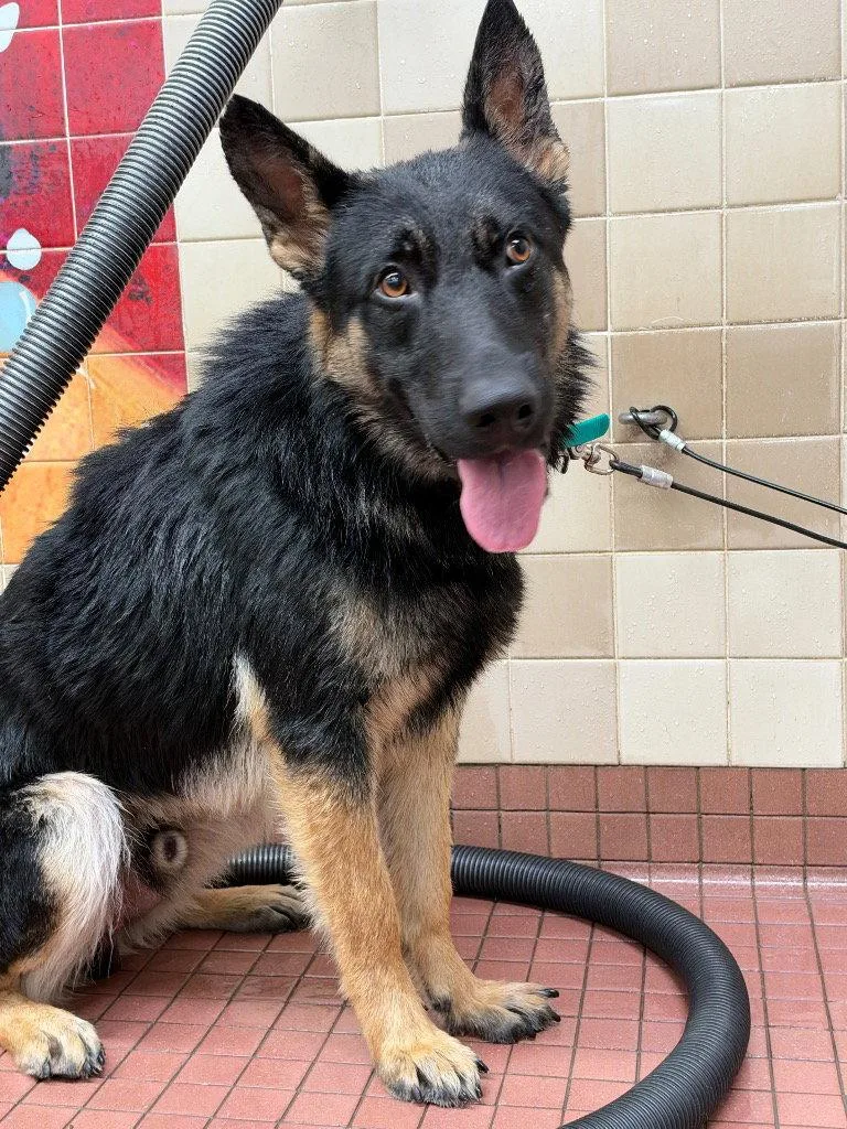 A young large-sized male German Shepherd Dog dog named Ryder for adoption in Modesto, CA