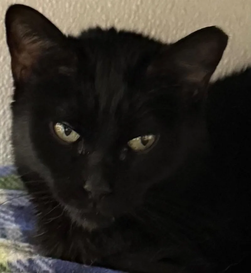An adult medium-sized female Domestic Short Hair cat named Dottie for adoption in Saginaw, MI