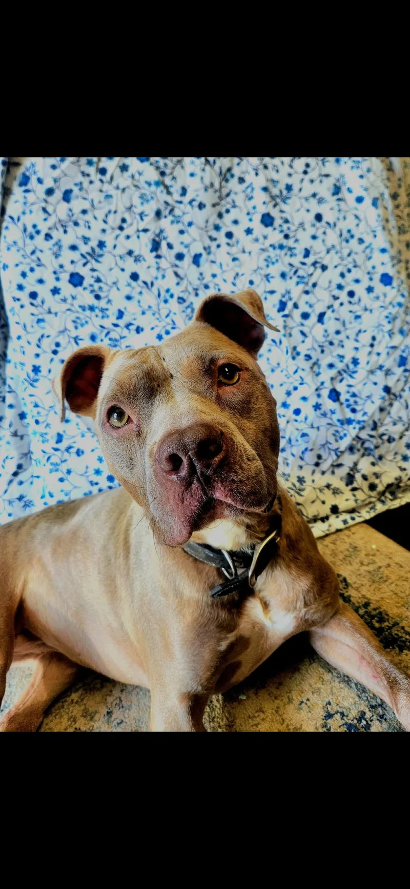 Josie