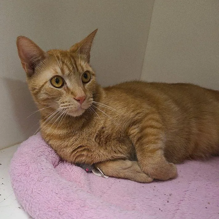 An adult large-sized male Tabby (Orange / Red) Tabby cat named Patrick for adoption in Carneys Point, NJ