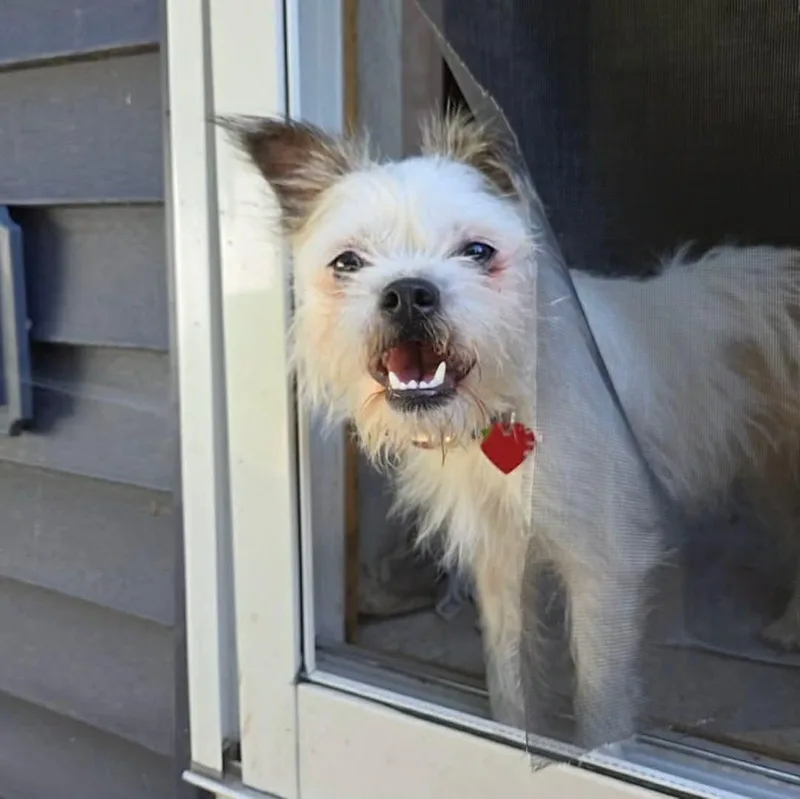 An adult small-sized female Shih Tzu dog named Tilly for adoption in Byron, IL