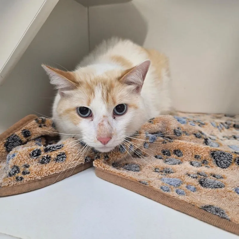 An adult extra large-sized male Buff / Tan / Fawn Domestic Short Hair cat named Kilo for adoption in Jasper, IN