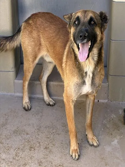 An adult medium-sized male German Shepherd Dog dog named Calvin Klein for adoption in Riverside, CA