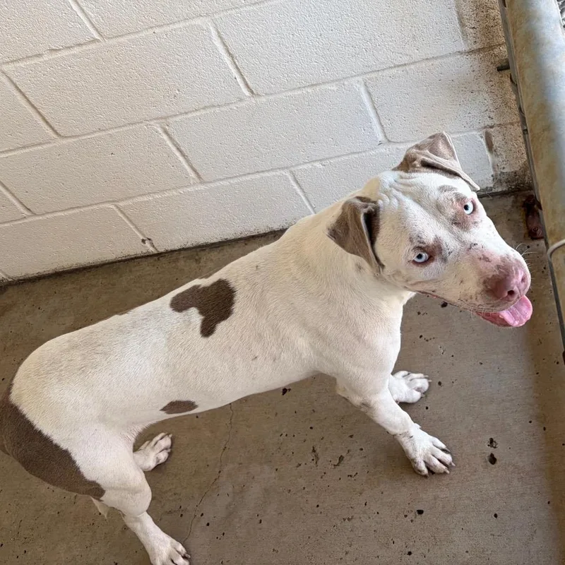 An adult medium-sized male American Staffordshire Terrier dog named Takatoshi for adoption in Edinburg, TX