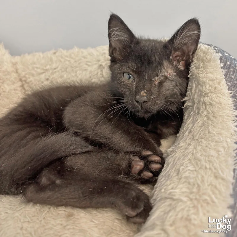 A baby medium-sized male Black Domestic Short Hair cat named Poe for adoption in Washington, DC