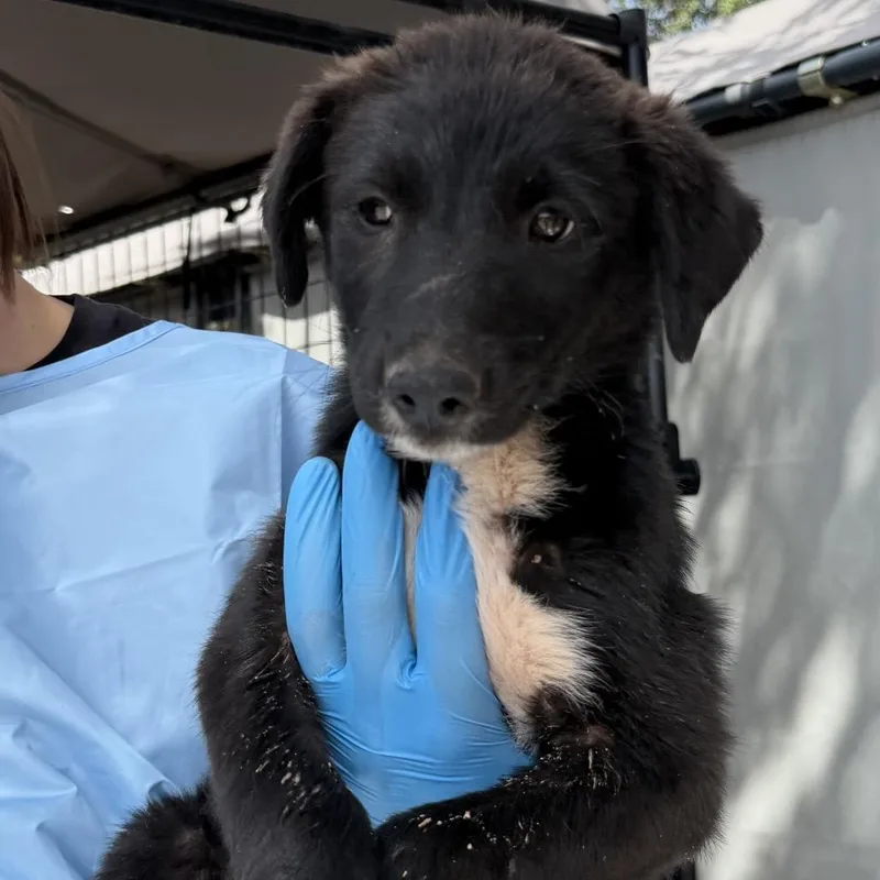 A baby medium-sized male Black Mixed Breed dog named Archie for adoption in Moab, UT