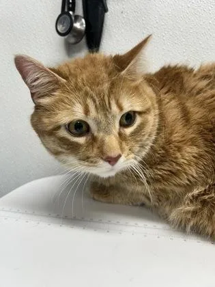 An adult small-sized male Domestic Short Hair cat named Cheeto for adoption in West Chester, PA