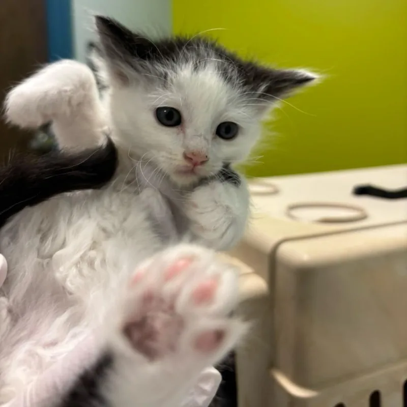 A baby small-sized female White Domestic Short Hair cat named Rebecca Rabbit for adoption in Mooresville, NC