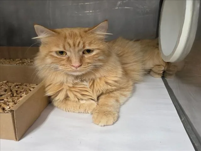 An adult medium-sized male Domestic Long Hair cat named Peanut for adoption in Woodland, CA