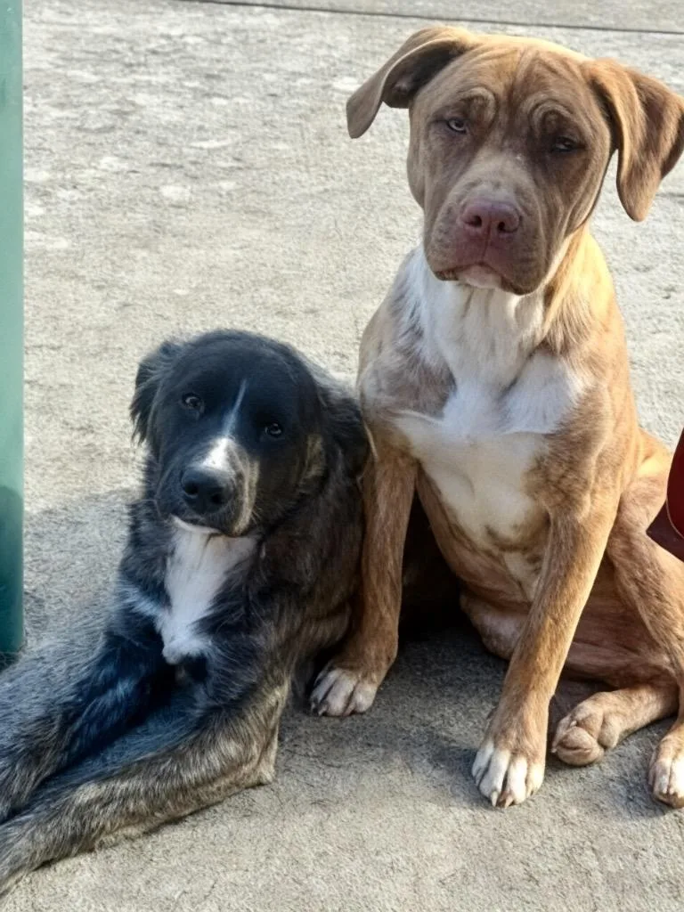 Mazie Mae thumbnail 2