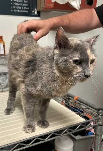 An adult medium-sized female Domestic Short Hair cat named Armadillo for adoption in Bakersfield, CA