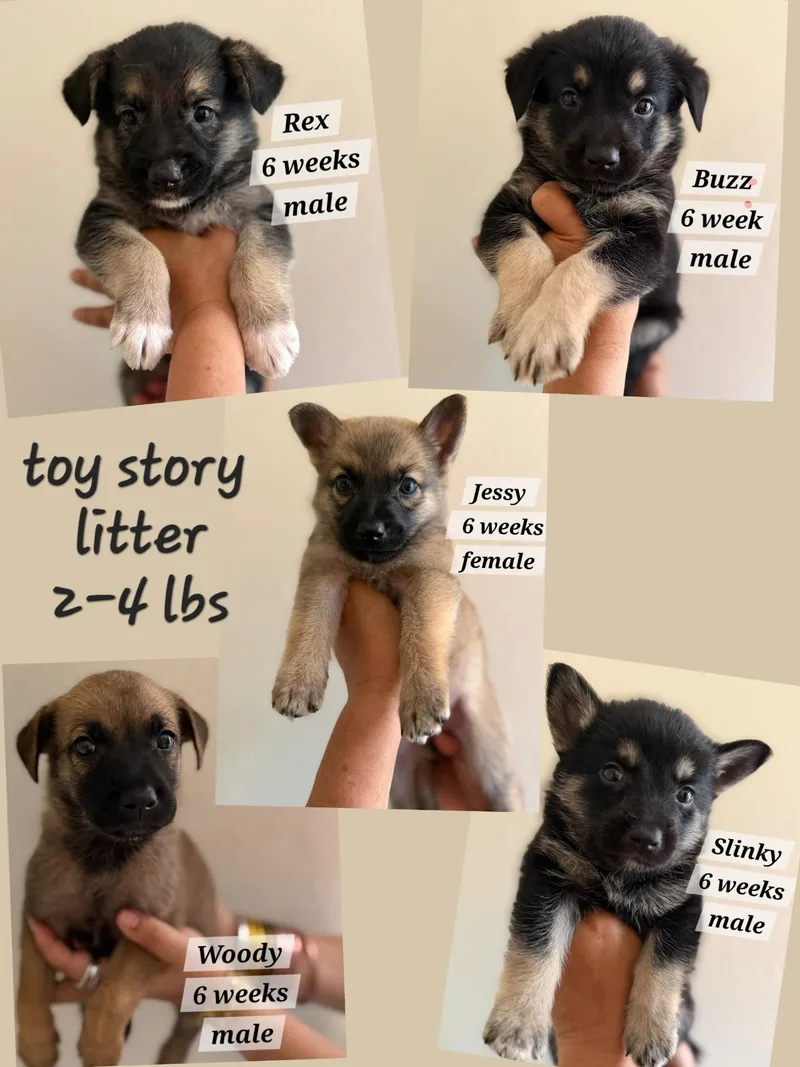 A baby small-sized female Norwegian Elkhound dog named Jessy for adoption in Virginia Beach, VA