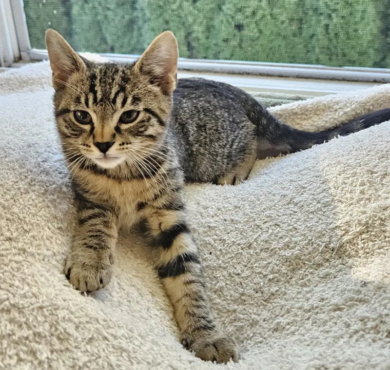 A baby medium-sized male Domestic Short Hair cat named Kurt for adoption in St. Helens, OR