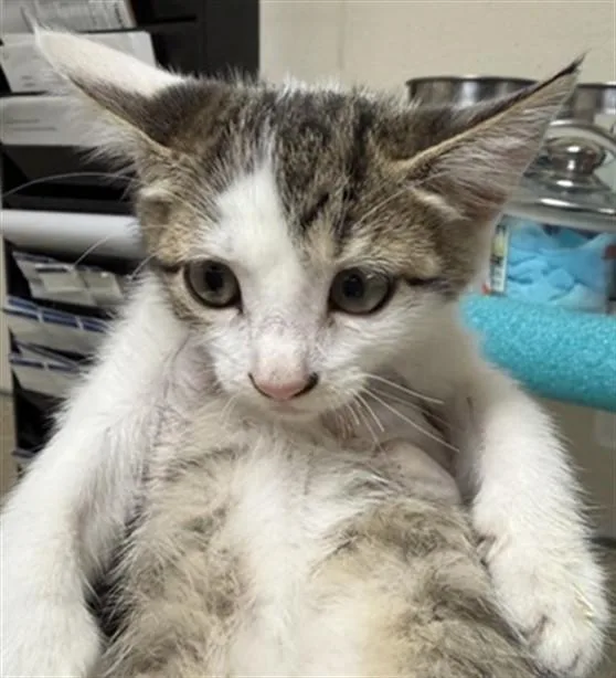 A baby small-sized female Domestic Short Hair cat named Reed for adoption in Riverside, CA
