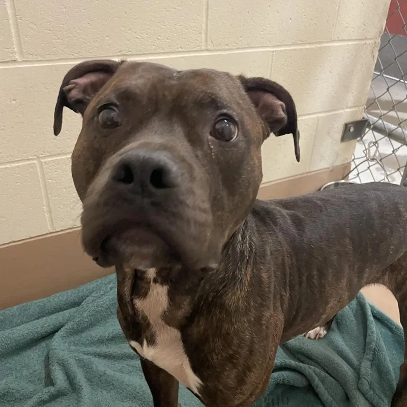 An adult medium-sized male Black Pit Bull Terrier dog named Ozzie for adoption in Reno, NV