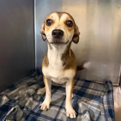 An adult small-sized female Chihuahua dog named Mitchie for adoption in Morton Grove, IL