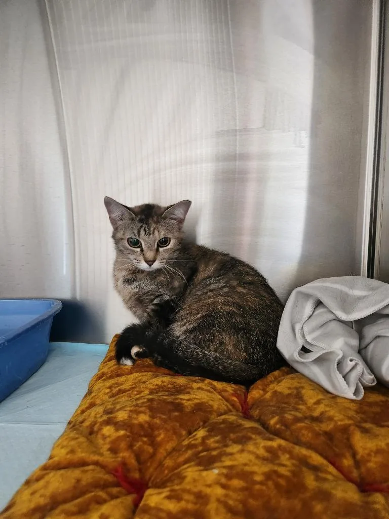 A young medium-sized female Domestic Short Hair cat named Callie for adoption in Grand Rapids, MN