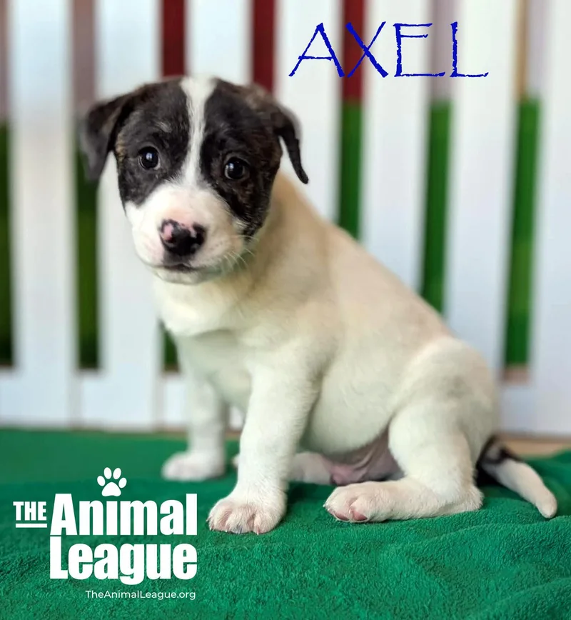 Axel
