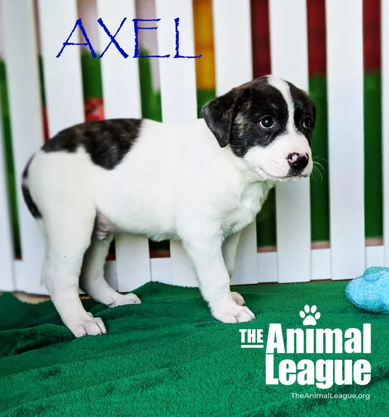 Axel thumbnail 2