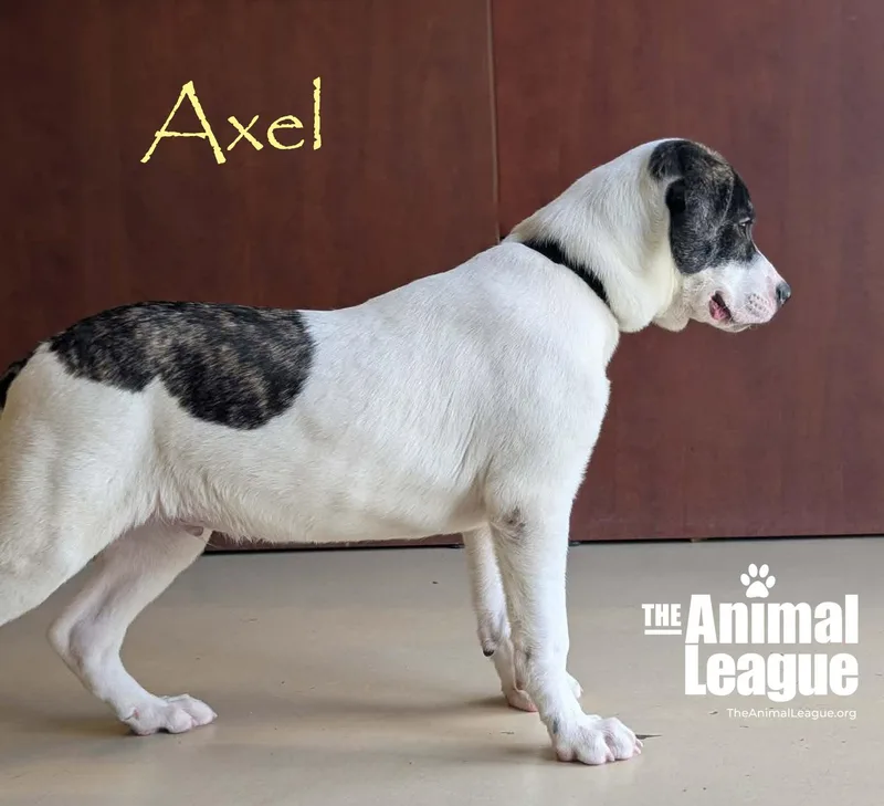 Axel thumbnail 4