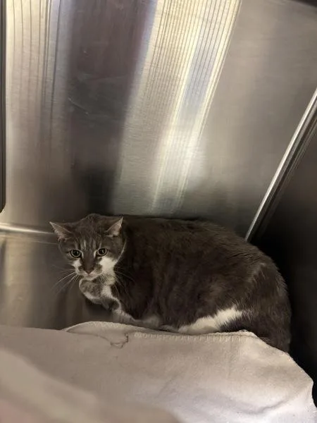 A senior small-sized female Domestic Short Hair cat named Gigi for adoption in Virginia Beach, VA