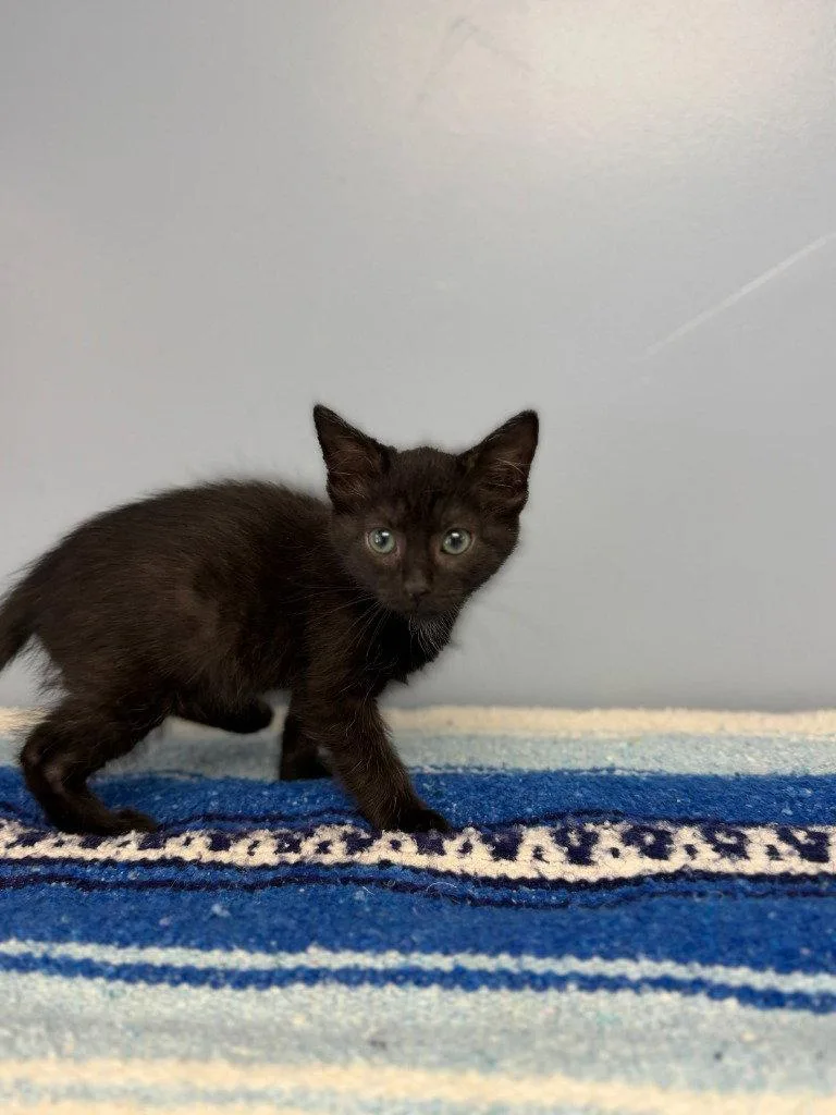 A baby small-sized female Black Domestic Short Hair cat named Izzy for adoption in Lovingston, VA