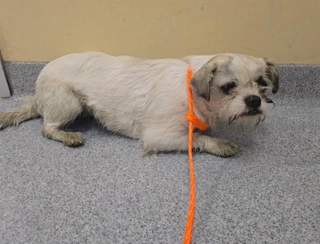 A young small-sized female Shih Tzu dog named Vanilla Bean for adoption in Tustin, CA