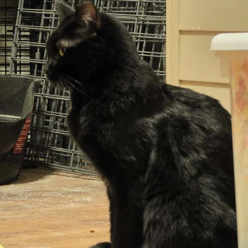 An adult small-sized male Black Domestic Short Hair cat named Anubis for adoption in Grantsville, UT