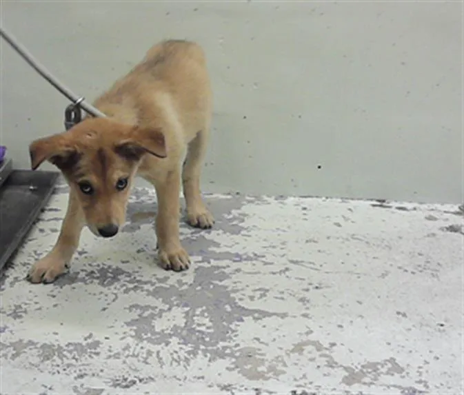 A baby small-sized female Labrador Retriever dog named A for adoption in Houston, TX