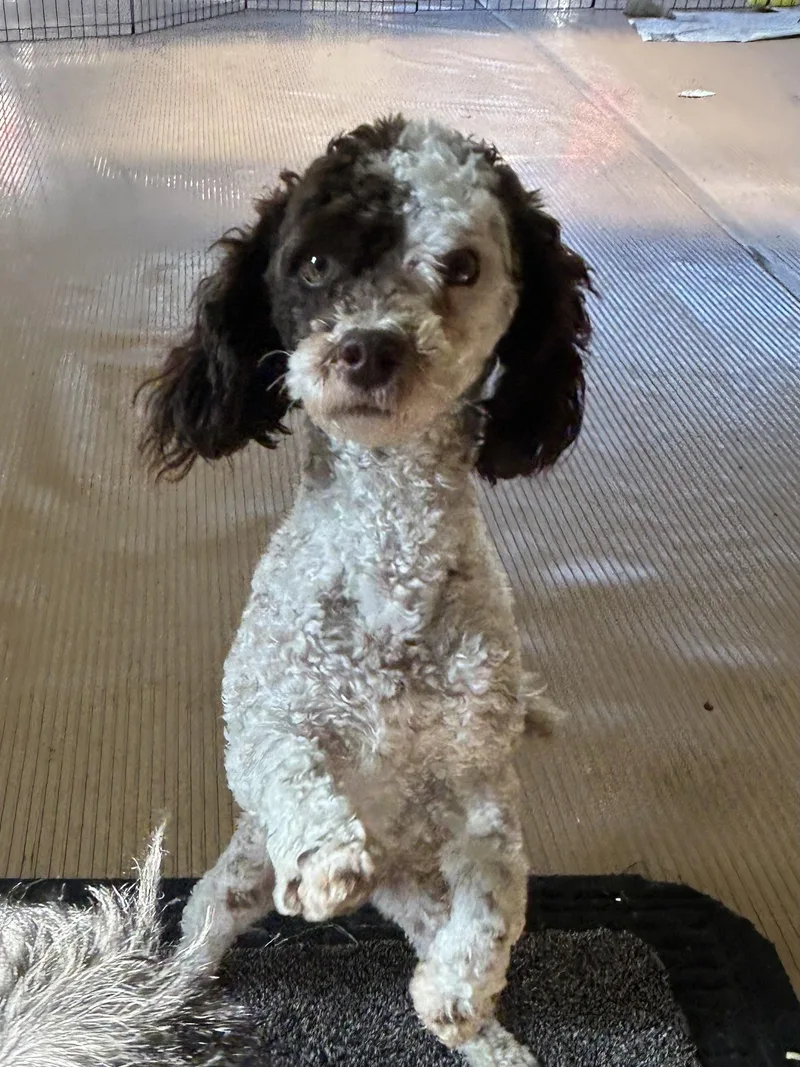An adult small-sized female Poodle dog named Margot for adoption in Elyria, OH