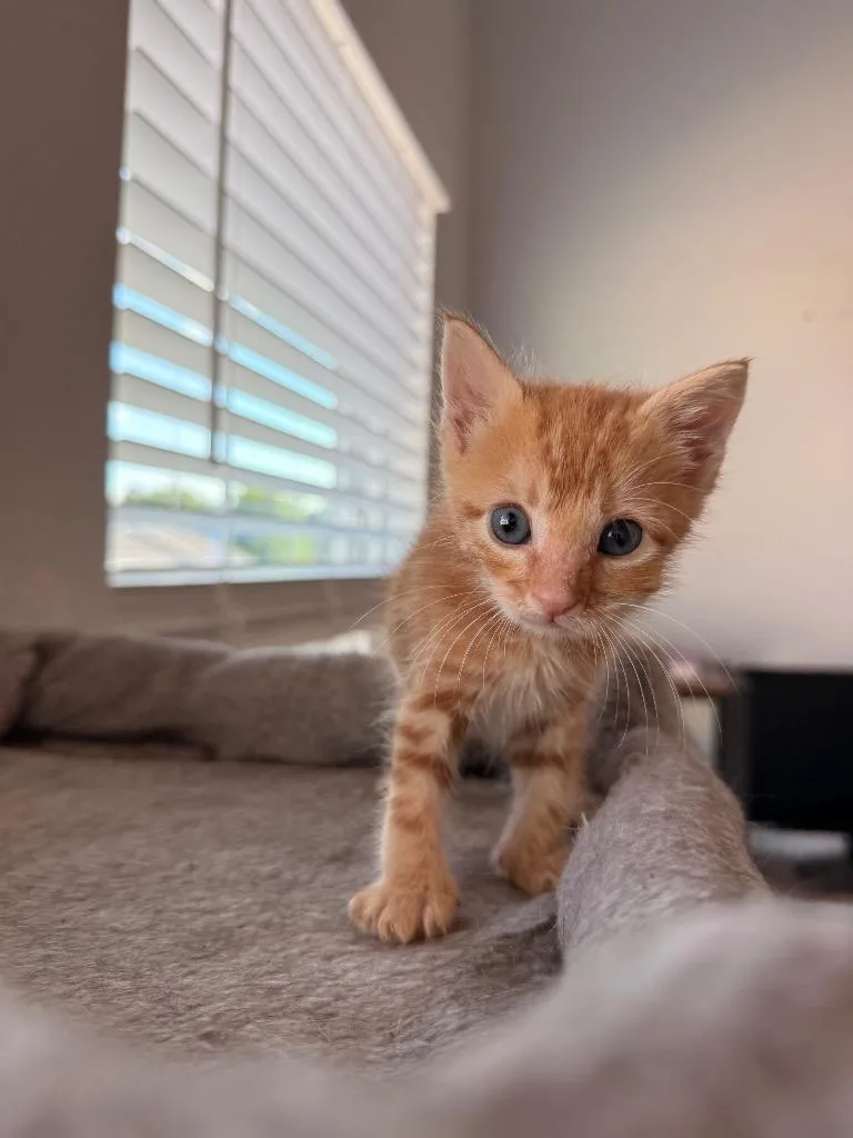 A baby medium-sized male Domestic Short Hair cat named Caicos for adoption in Raleigh, NC