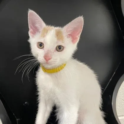 A baby small-sized male Domestic Short Hair cat named Alcatraz for adoption in Wheaton, IL