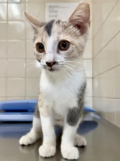 A young small-sized female Domestic Short Hair cat named Flora for adoption in San Antonio, TX