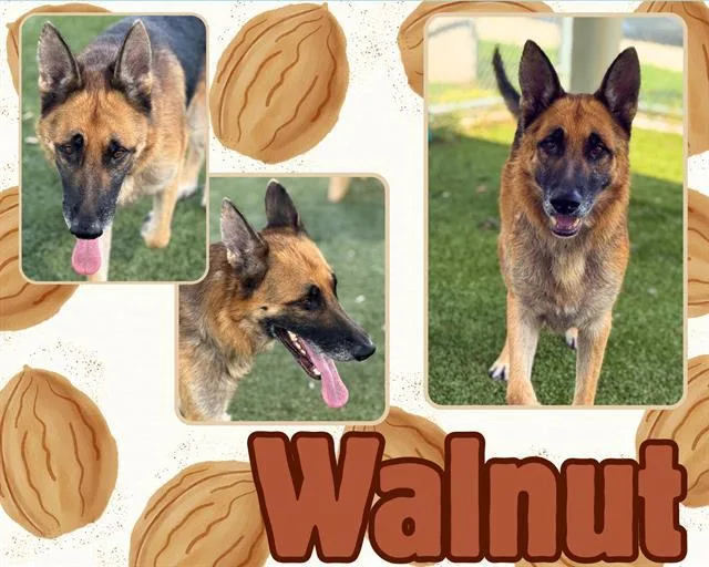 Walnut