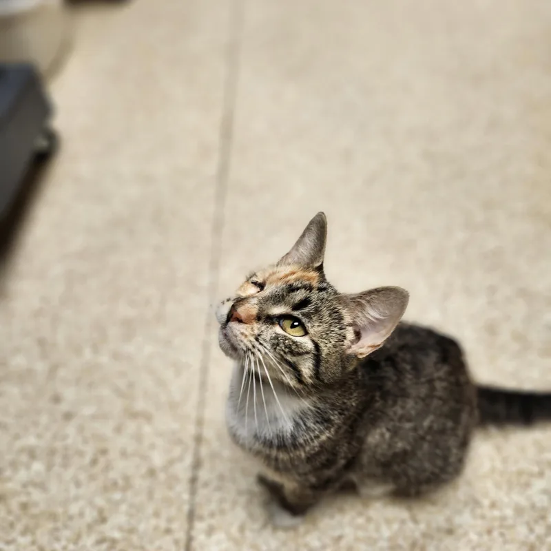 An adult medium-sized female Calico cat named Skyler for adoption in Waupun, WI