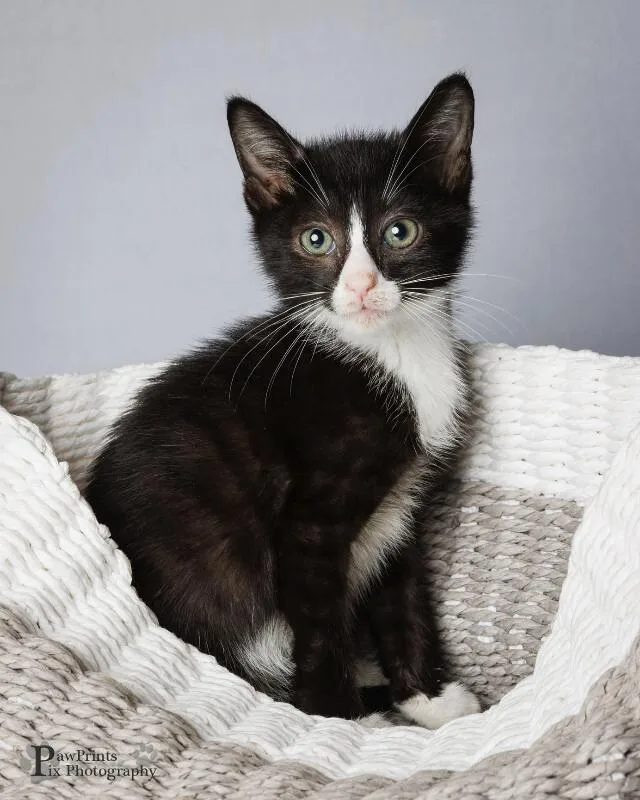 A young medium-sized male Black & White / Tuxedo Domestic Short Hair cat named Paprika for adoption in Maryville, TN