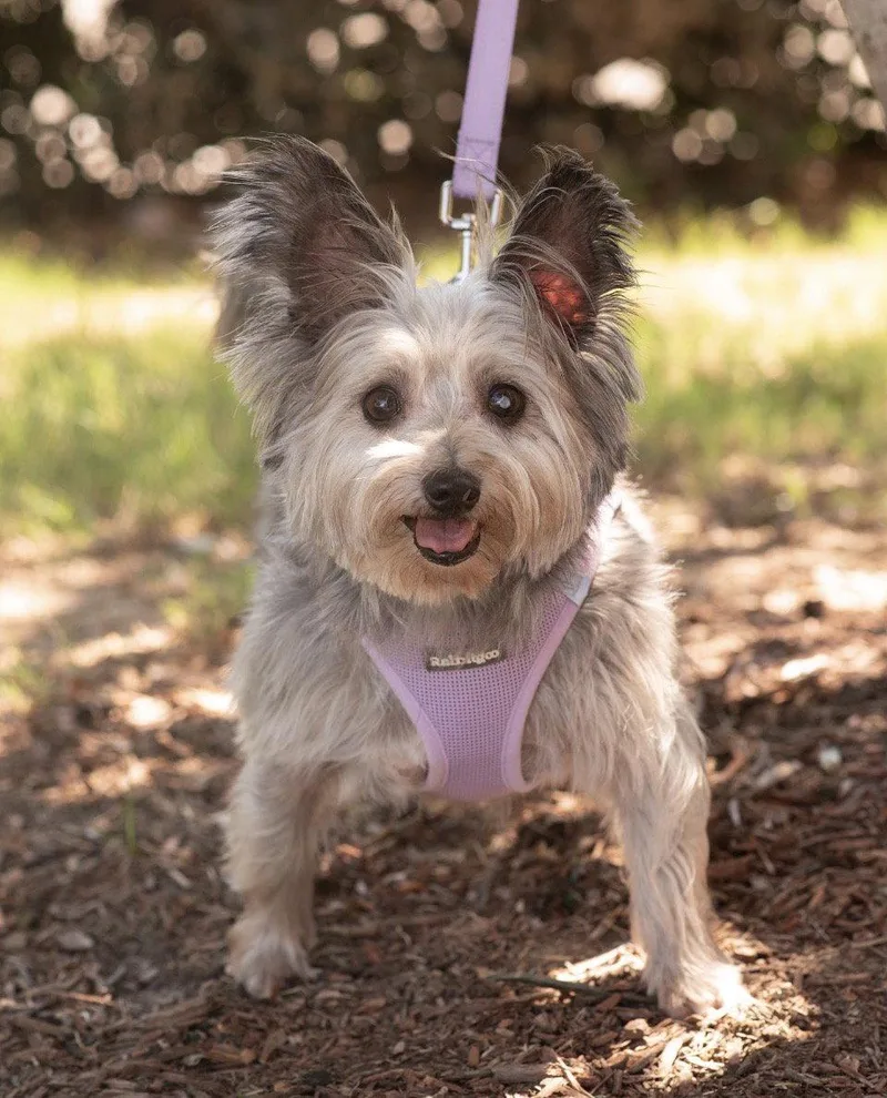 A senior small-sized female Yorkshire Terrier dog named Lana for adoption in Southaven, MS