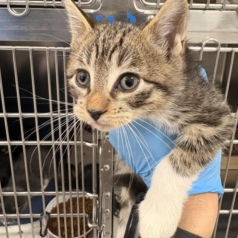 A baby small-sized male Brown / Chocolate Domestic Short Hair cat named Robb for adoption in Newark, NJ