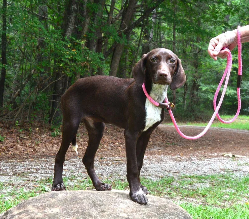 A baby medium-sized female German Shorthaired Pointer dog named Gracie for adoption in Willingboro, NJ