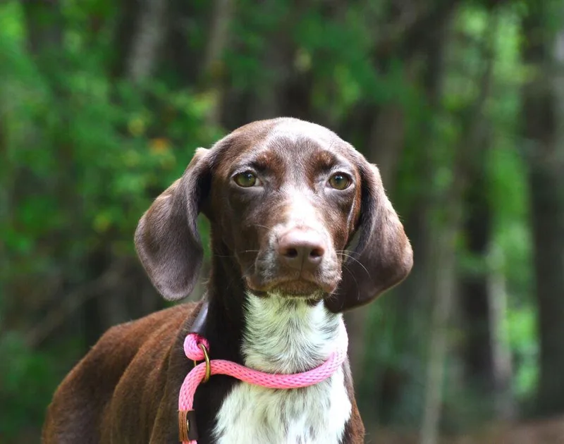 Gracie thumbnail 2
