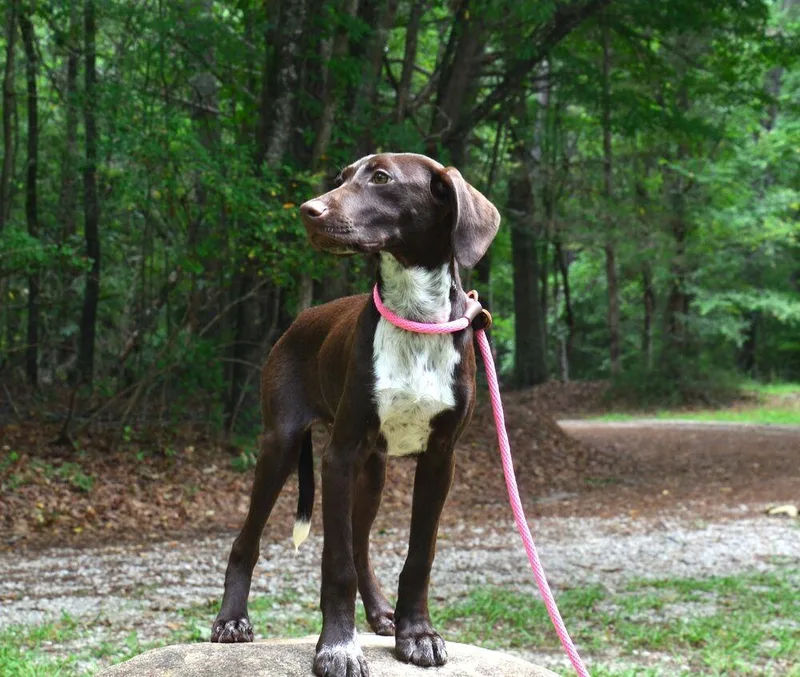 Gracie thumbnail 5
