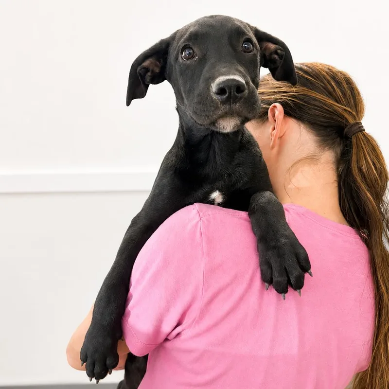 A baby small-sized female Black Mixed Breed dog named Peggy for adoption in Hopkinton, MA
